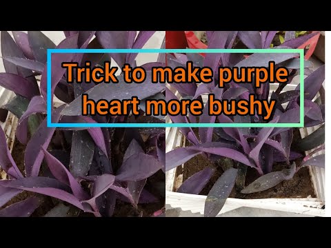 Grow purple heart/how to make purple heart more bushy/repotting of purple heart/care of purple heart