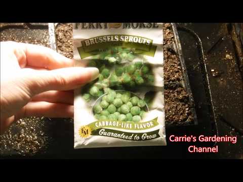 how to grow brussel sprouts from seed, how to start brussel sprouts from seed
