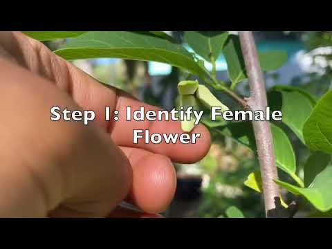 Learn How To Hand Pollinate Sugar Apple Flowers In 1 Minute