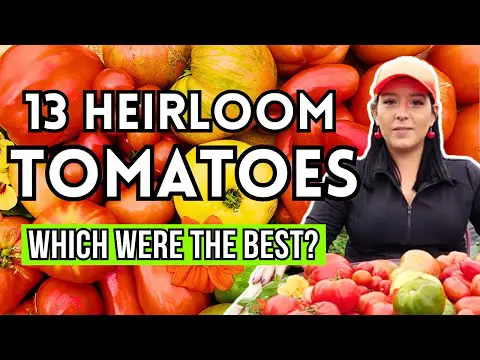 Reviewing 13 Heirloom Tomatoes - Which Was The Best? #garden #gardeningtips #tomato #plants #grow