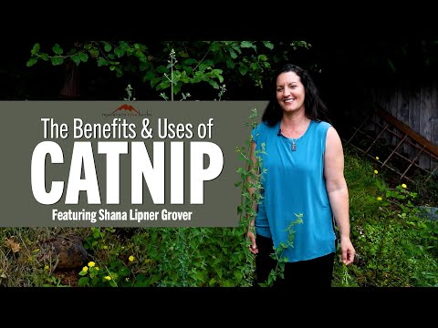 The Benefits &amp; Uses of Catnip | Featuring Shana Lipner Grover