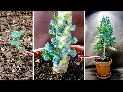 Growing Brussel Sprouts Plant From Seed Time Lapse (147 Days)