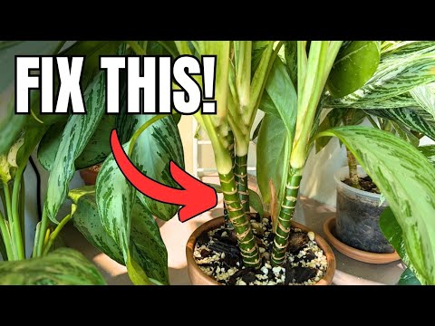 how to fix a leggy/stretched aglaonema with results + propagation the cut portions