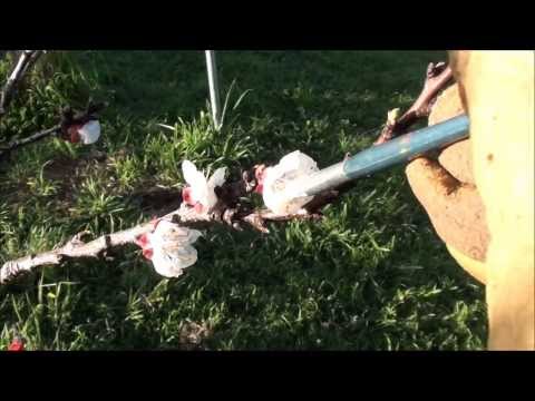 Pollinating apricot - doing the work of bees