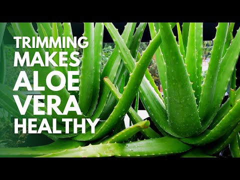 How To Prune and Trim Aloe Vera Plant to Make It Healthy