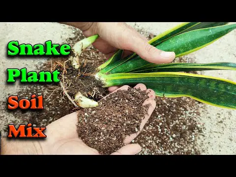 Snake plant soil mix | How to make Snake plant soil?