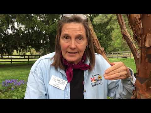 Acer griseum: growing an endangered species in your garden (Paperbark Maple)