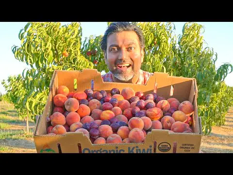 7 Tips to Grow Lots of Peaches Nectarines Apricots and Plums