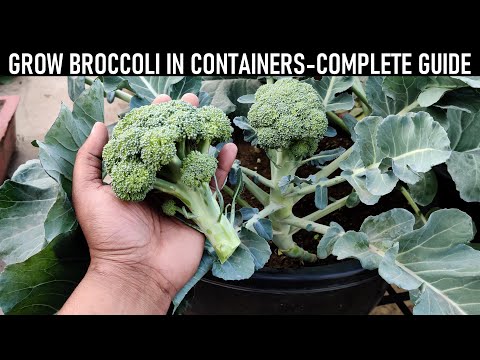 How To Grow Broccoli At Home | SEED TO HARVEST