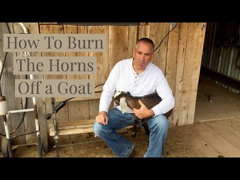 How To Burn The Horns Off of a Goat (Disbudding)