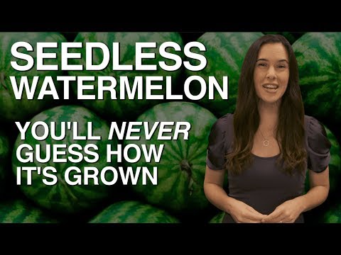 SEEDLESS Watermelon — You&#039;ll Never Guess How It&#039;s Grown