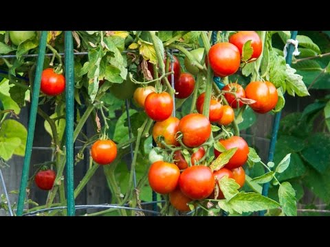 Tomato Cages, Trellis, Stakes Reviewed - Best supports for your tomato plants