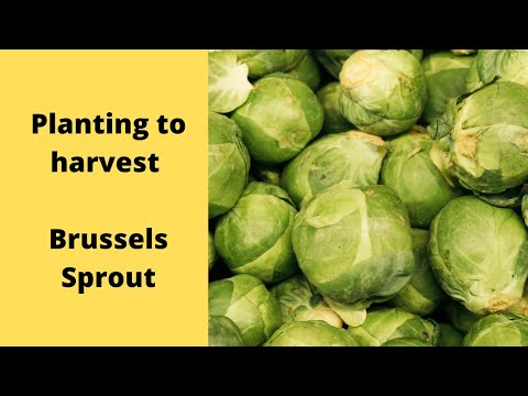 Season of Brussel Sprouts plant starts to harvest. what to know