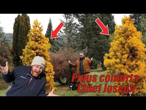 Pinus Contorta ‘Chief Joseph’ – The Ultimate Winter Gold Conifer!