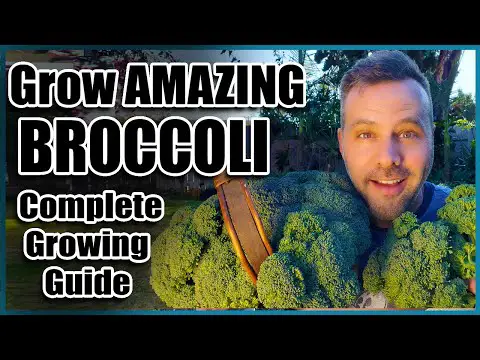 How to Grow Broccoli - Complete Guide - Seed to Harvest