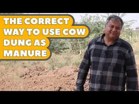 How to use cow dung as manure?