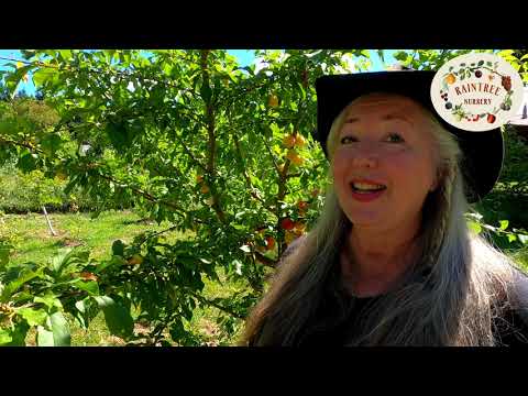 Raintree Nursery&#039;s Plum Growing Guide!