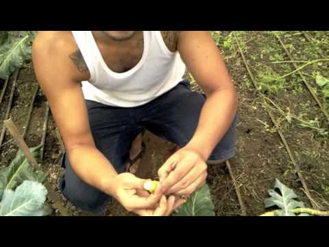 Organic Farming in the Philippines (tips on planting broccoli)