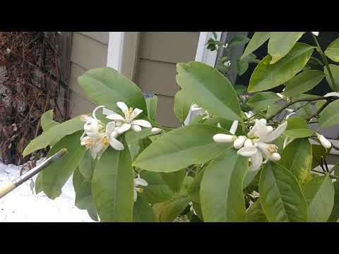 How To Pollinate Meyer Lemon Citrus Tree Growing Indoors