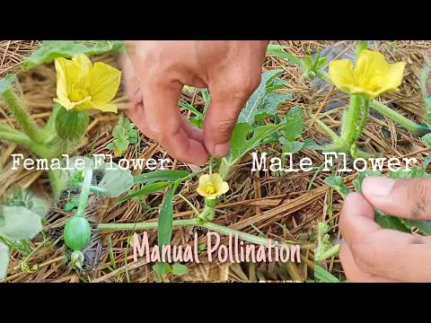 Manual Pollination of Watermelon ||PARTNERS DIARY||