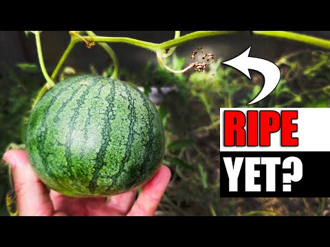 How To Know When Watermelons Are Ripe - Garden Quickie Episode 168