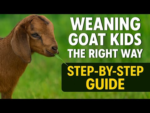 Weaning Goat Kids the Right Way | Step-by-Step Guide for Healthy Growth (2025)
