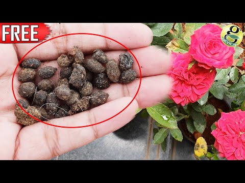 FREE ORGANIC FERTILIZER | GOAT DUNG / SHEEP DUNG | Flowering &amp; Vegetable Gardening