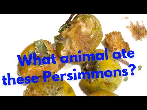 What animal ate these Persimmons?