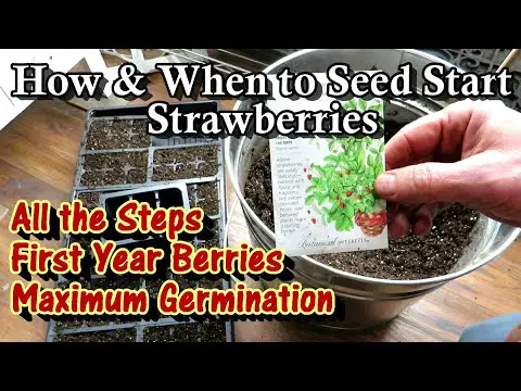 How &amp; When to Start Strawberry Seeds Indoors for Maximum Germination &amp; First Year Berry Production