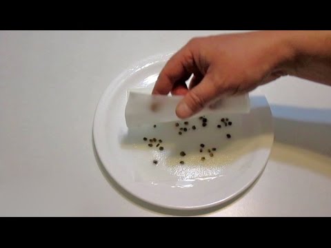 5 Ways to Cold Stratify Seeds | Plus Easy Seed Scarification Technique!