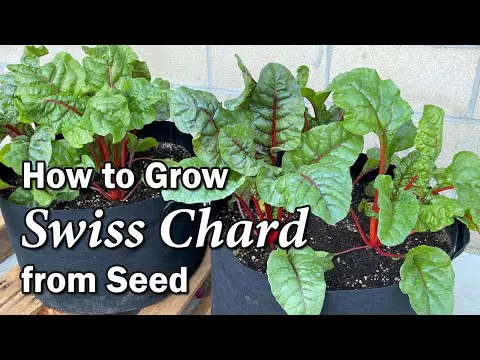 How to Grow Swiss Chard from Seed in Containers and Garden Beds | Easy Planting Guide