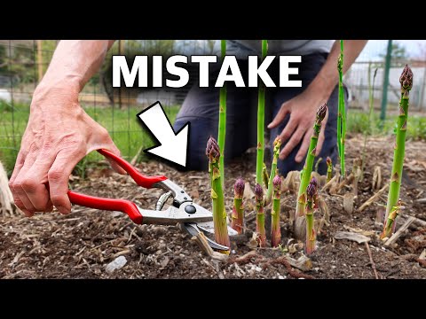 You’re Killing Your Asparagus if You Do This, 5 MISTAKES You Can’t Afford to Make Growing Asparagus