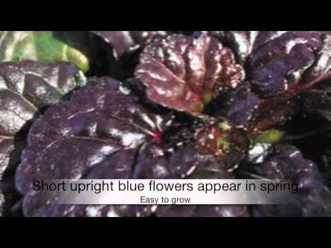 Ajuga Black Scallop