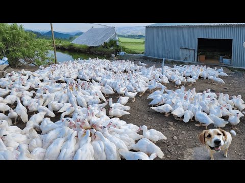 Process of raising ducks for meat - Duck farming techniques.