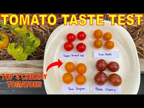 We Taste Tested The TOP 4 Cherry Tomato Varieties YOU Recommended: Here Are The Results!