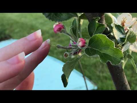 Hand Pollinating Apples