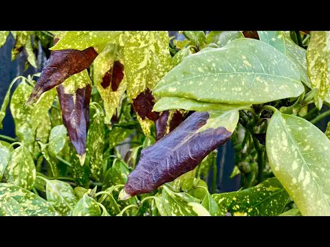 Remove Black Spotted Leaves For Aucuba Japonica &quot;Gold Dust Plant&quot; &amp; Babies Update (4K) - May 7, 2024