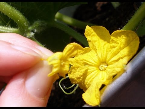 How to Hand Pollinate Cucumbers for Higher Yields