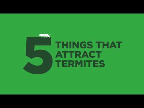 5 Things That Attract Termites to Your Home