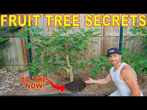 Do This NOW For Fruit Tree Success: My #1 Tip For Healthy Productive Fruit Trees