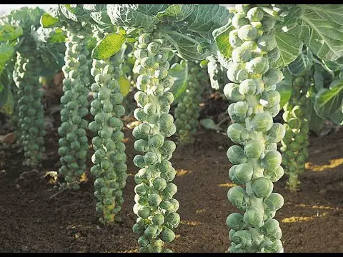 How To Grow Brussel Sprouts From Seed At Home (A Complete Step by Step Guide)