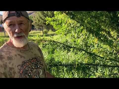 Siberian Pea Shrub - how to grow with Michael Pilarski &quot;Skeeter&quot;