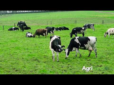 Using on-off grazing during challenging weather conditions