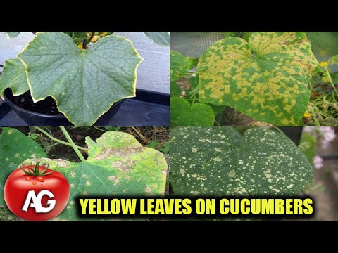 THE LEAVES ON CUCUMBERS ARE YELLOWING URGENTLY TAKE ACTION OTHERWISE THERE WILL BE NO HARVEST