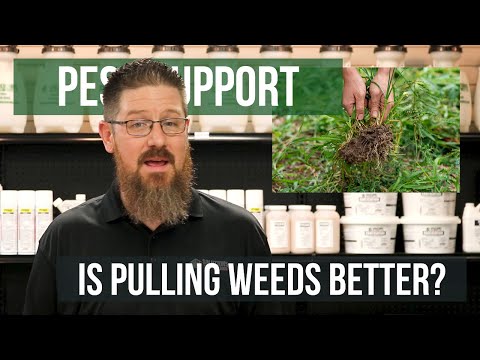Is Pulling Weeds Better Than Spraying? | Pest Support