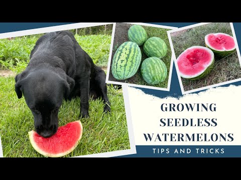 How to Grow Seedless Watermelon in a Backyard Garden