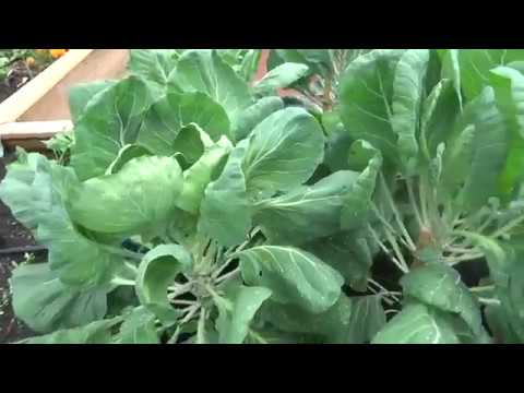 Pruning Brussels Sprouts