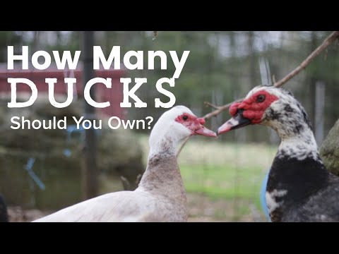 How Many Ducks Should I Own, And Where Shoud Get Them From?