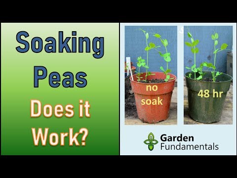 Soaking Peas Before Planting 🍃🍃🍃 Does It Work?