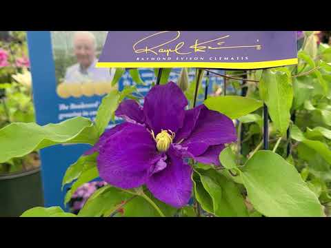 Clematis Kingfisher™ // Magnificent Raymond Evison™ Clematis - Amazing Blue Climbing Vine